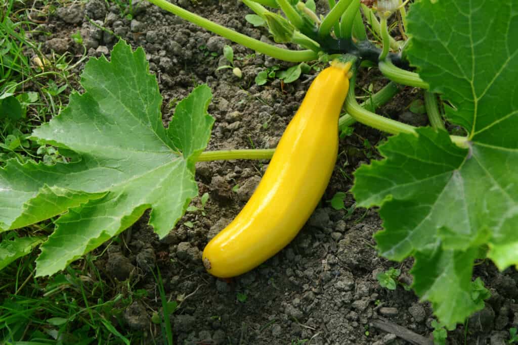 Straightnext summer squash