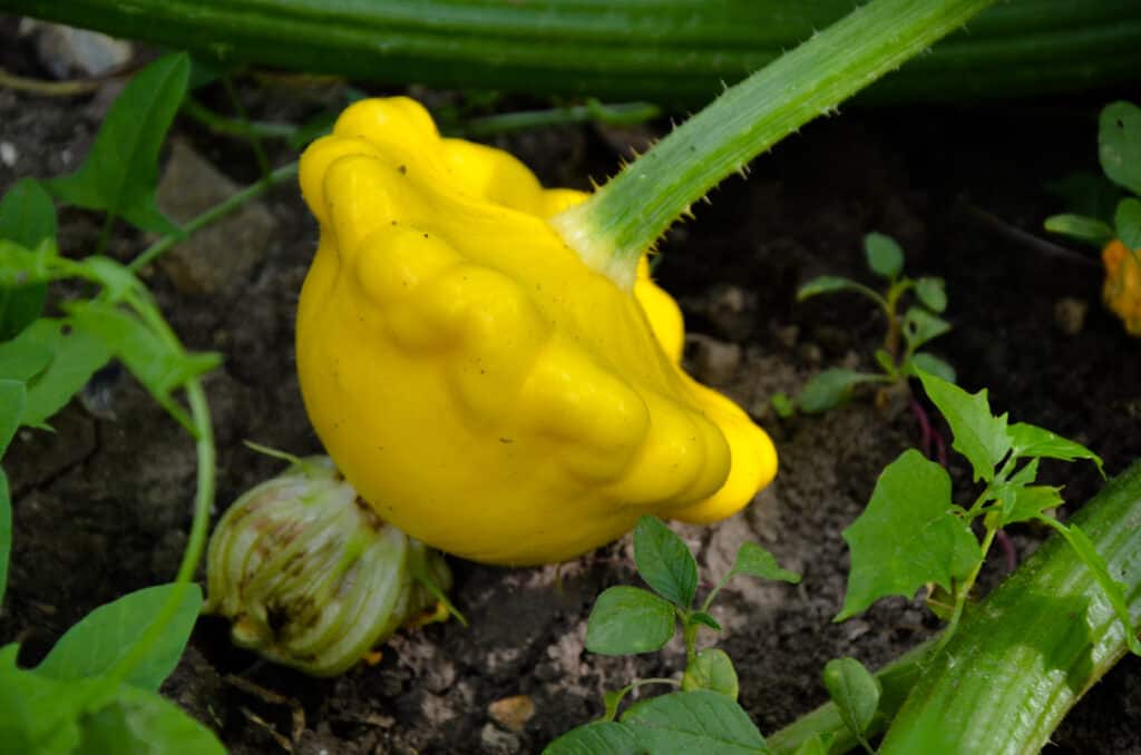 Pattypan summer squash