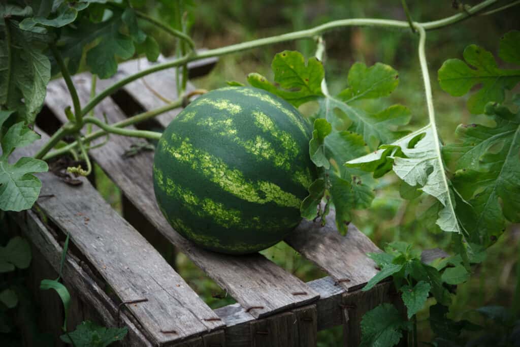 Watermelon on wood to absorb sun
