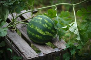 Watermelon growing in garden