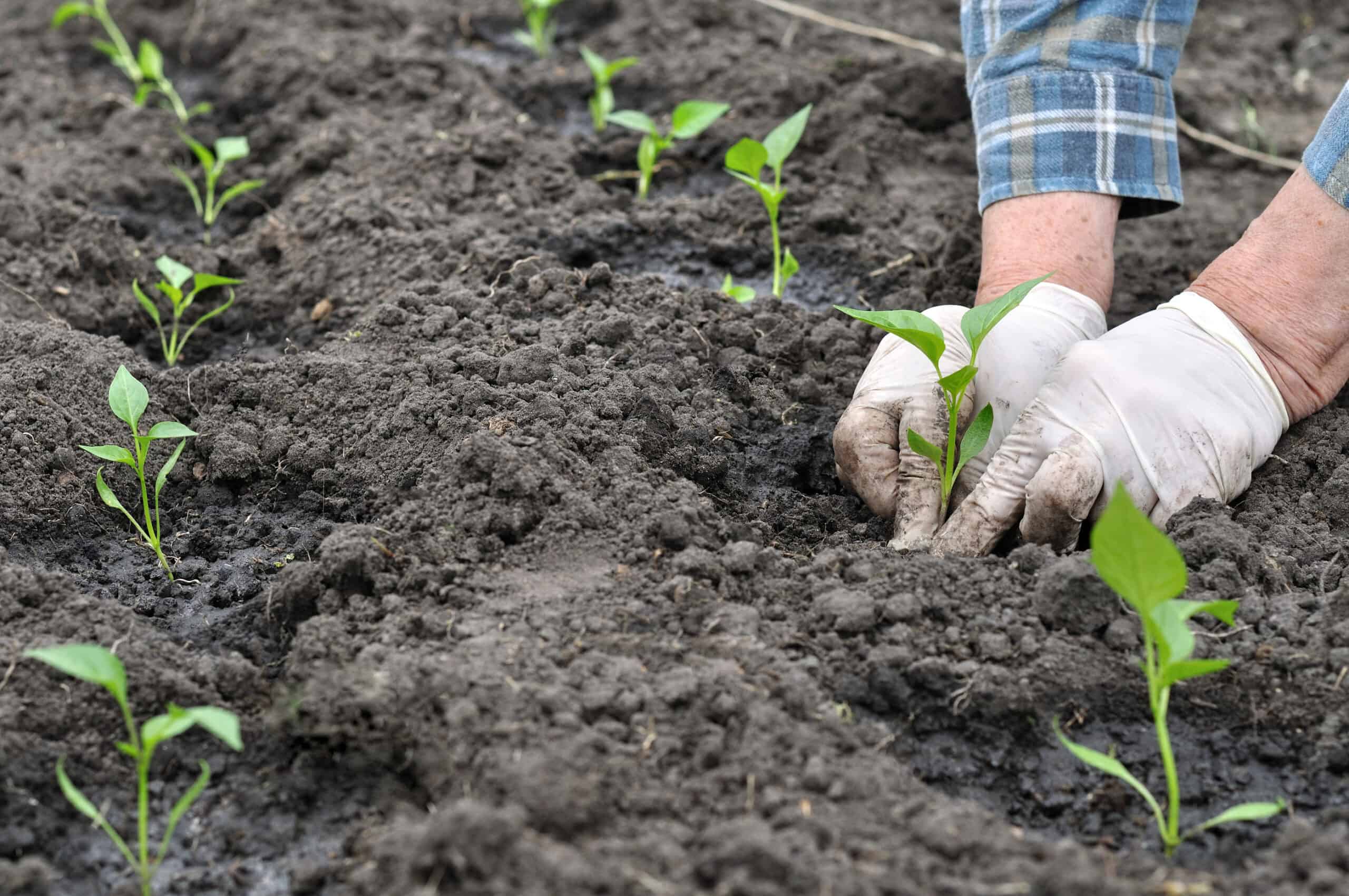 Planting peppers in rows