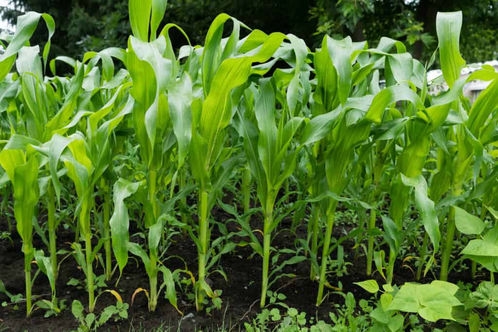 Corn planted in garden