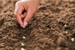 Grow beans from seed in the garden