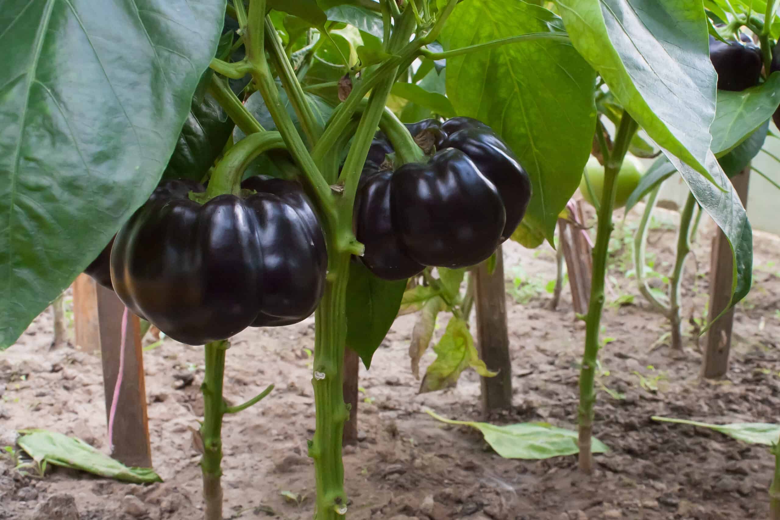 Eggplant growing