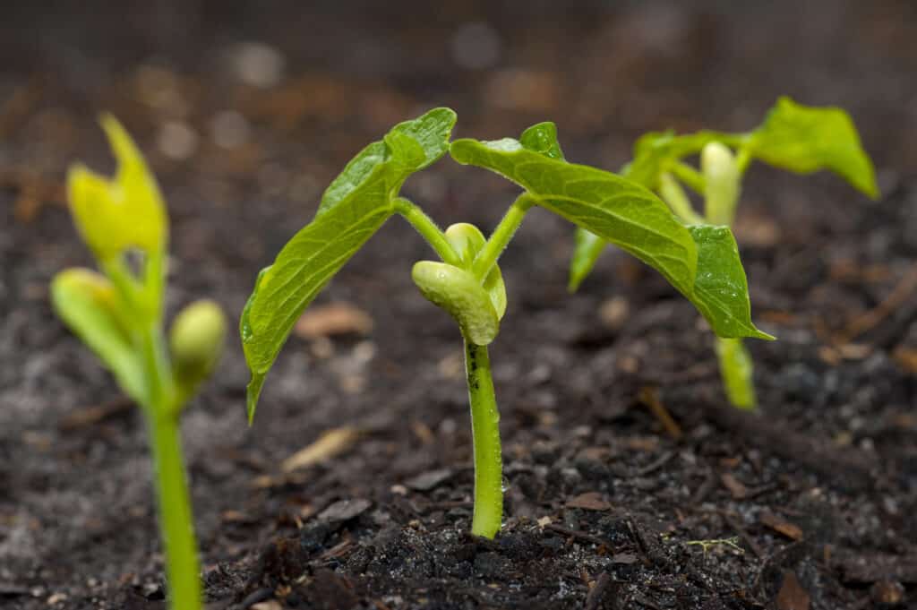 Snap bean seedlings