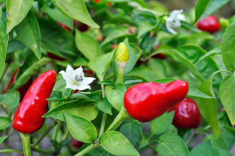 Hot chili peppers