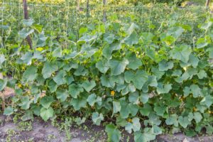 Feed growing cucumbers every 10 to 14 days.