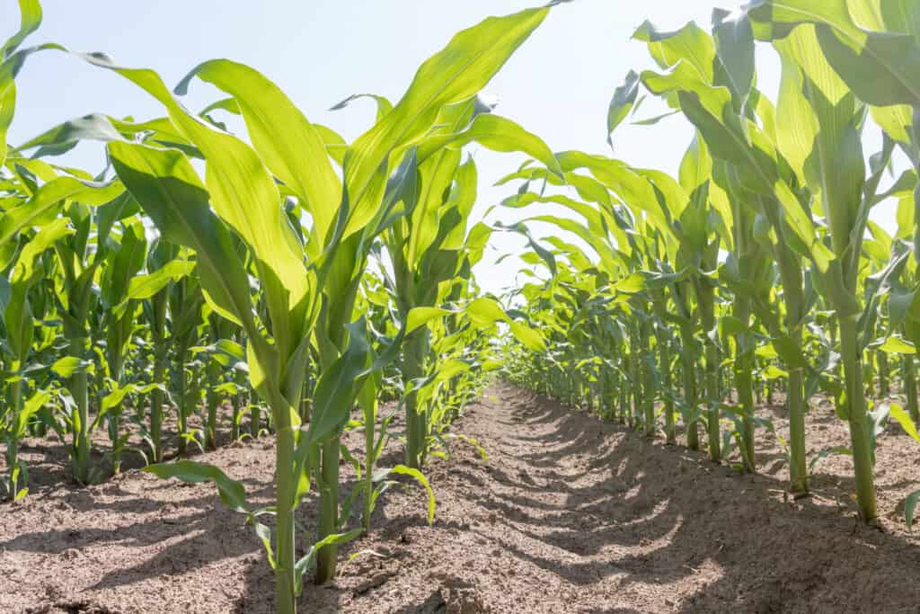 Bigstock Green Corn Growing On The Fiel 243001678 1024x683 