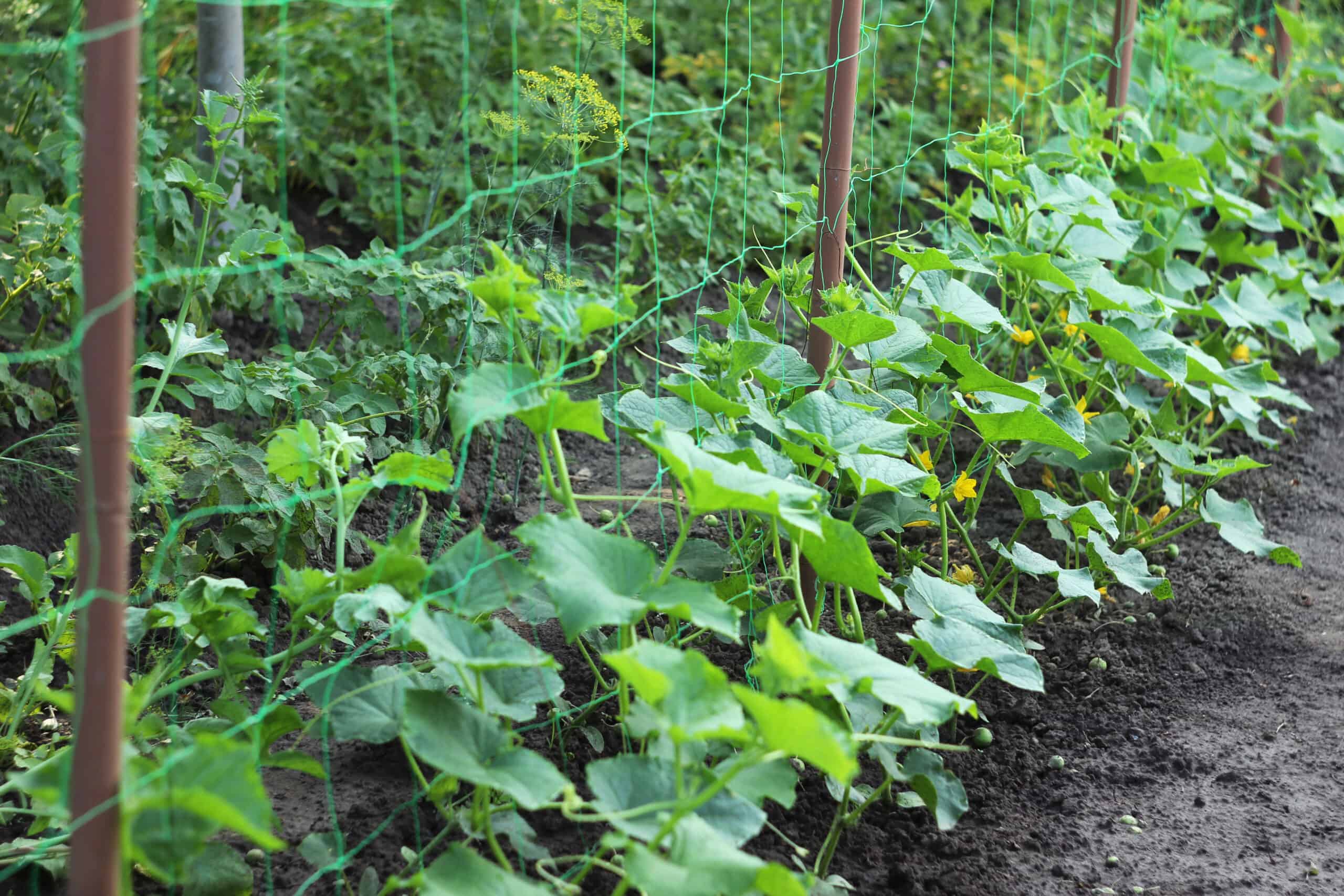 Cucumber growing up net trellis