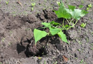 Planting sweet potato in the garden