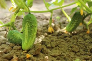 Cucumbers ready for harvest