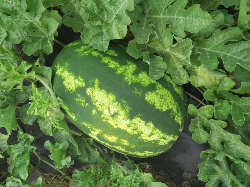 Growing watermelon to harvest