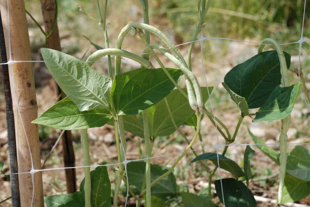 Southern peas growing up a net trellis; the pods are more beanlike than pealike.