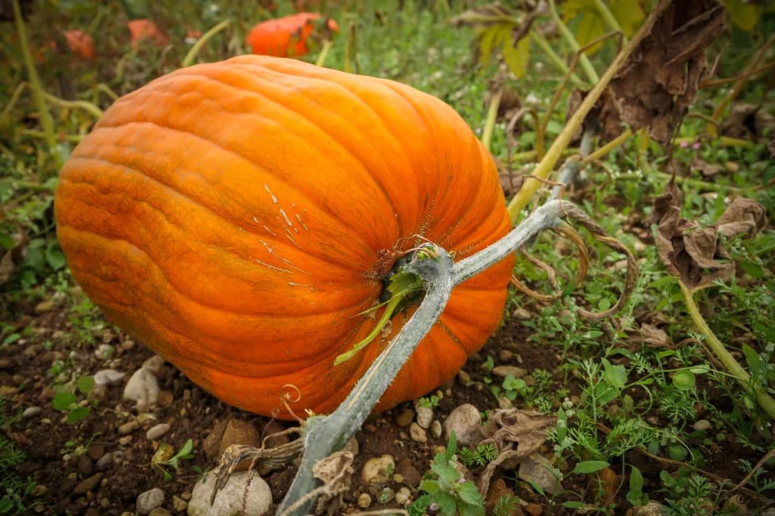 How to Plant, Grow, and Harvest Pumpkins - Harvest to Table