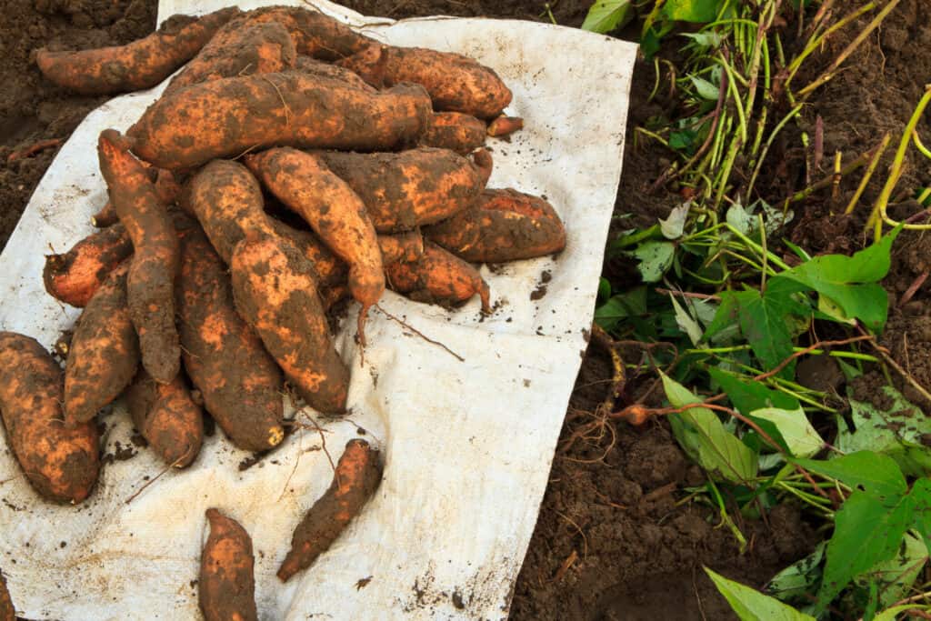 sweet potato harvest