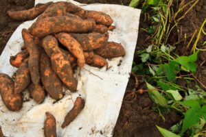 Sweet potatoes harvested