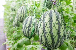Grow watermelons on a trellis