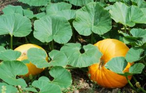Pumpkins growing below leaves