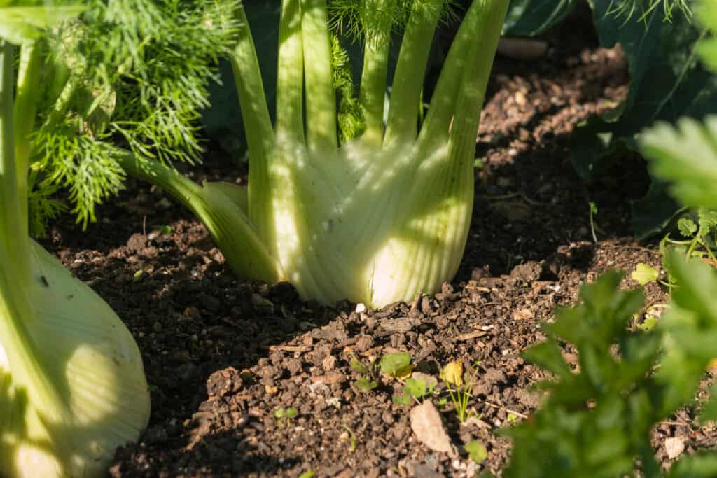 Grow Florence fennel