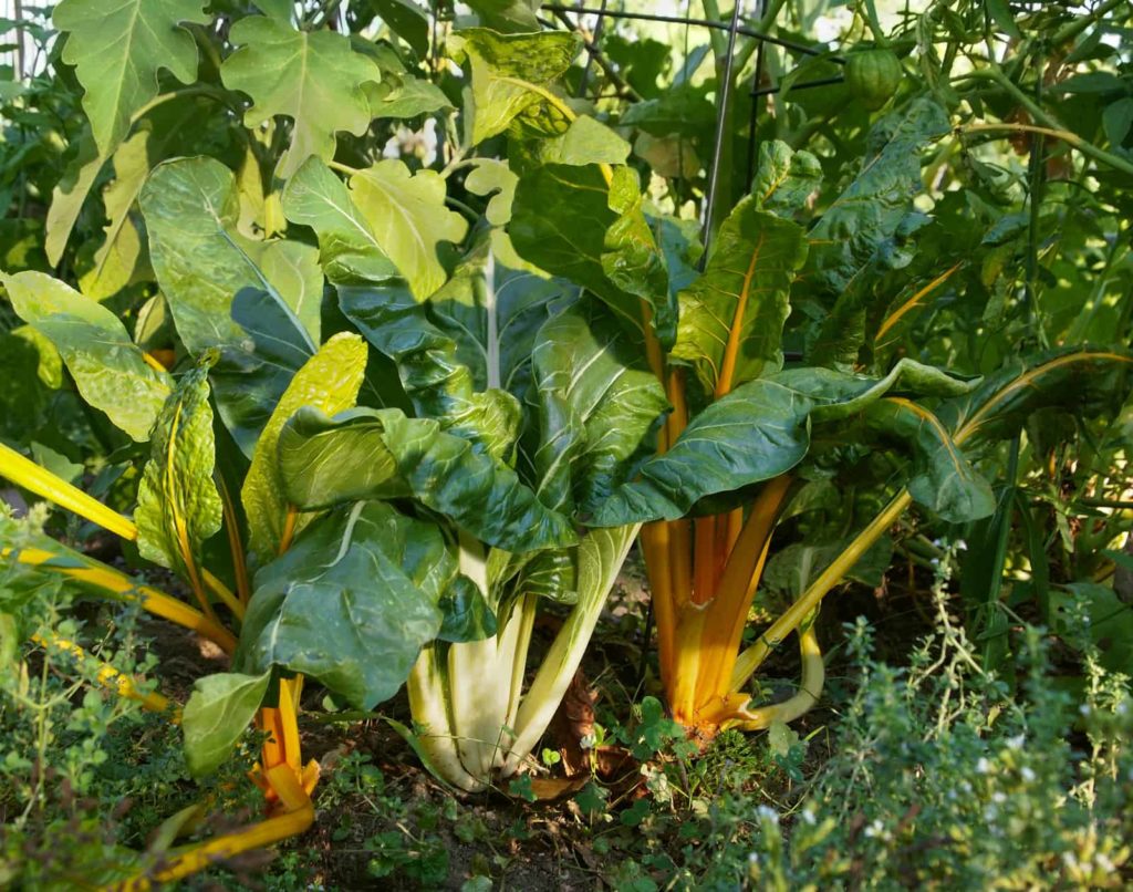 Chard growing in the garden