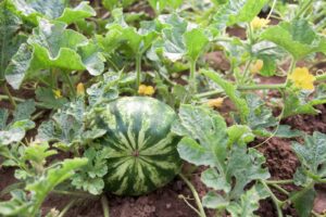 Watermelon near harvest