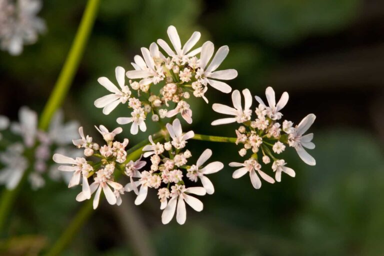 Anise canstockphoto11399155