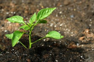 How to grow basil