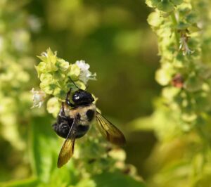 Bees and herbs