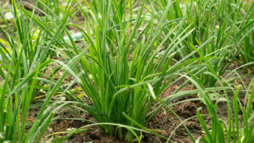 Chives growing in the garden