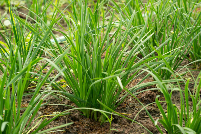 Chives growing in the garden