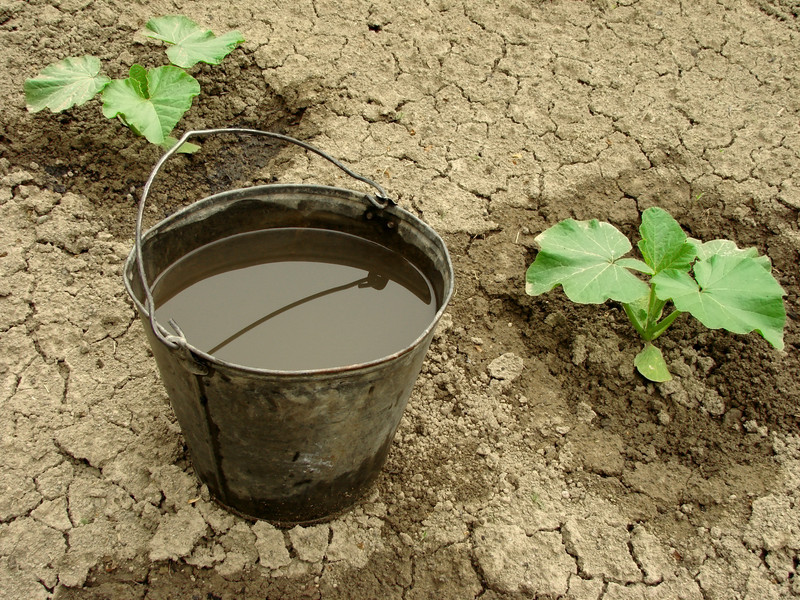 Manure and compost tea