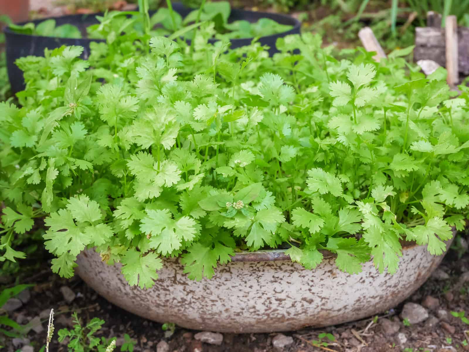 How to Plant, and Harvest Cilantro Harvest to Table