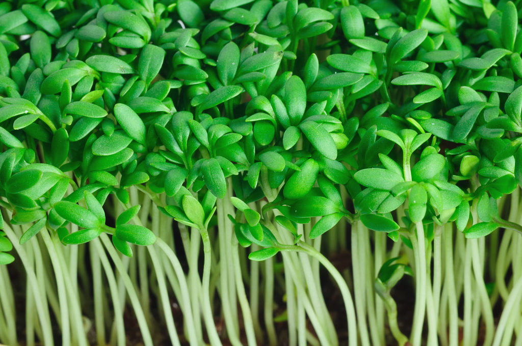 cress seedlings