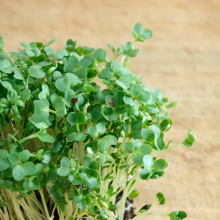 Garden cress: expert tips on growing & care - Plantura