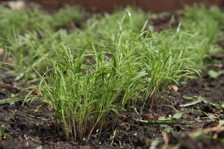 Dill plants in garden 1