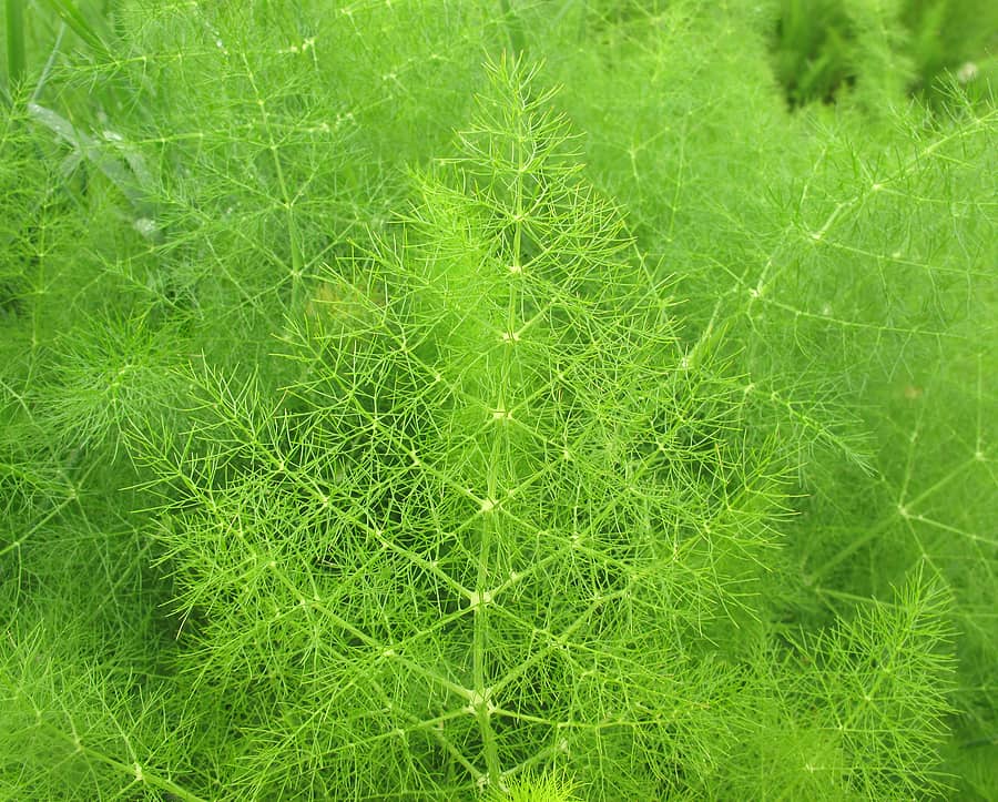 Fennel common1