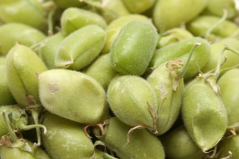 Garbanzo beans2