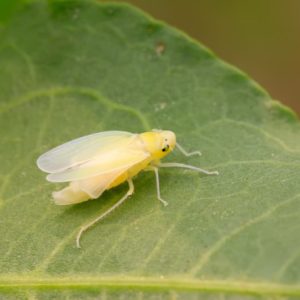 Natural Controls for Vegetable Pests - Harvest to Table