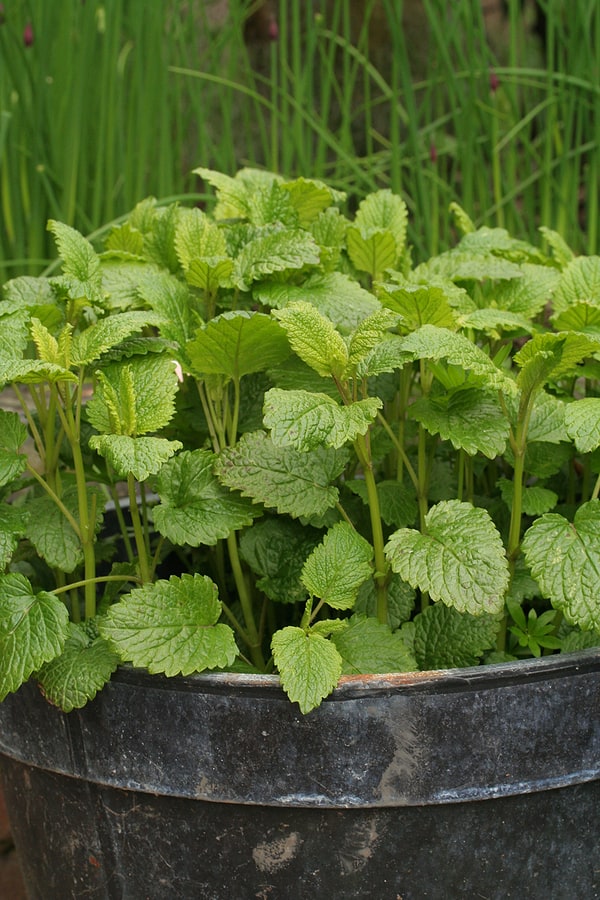 Ultimate Guide To Growing Melons From Planting To Harvest