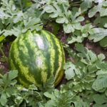 Melon small watermelon1