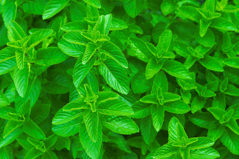 Peppermint leaves