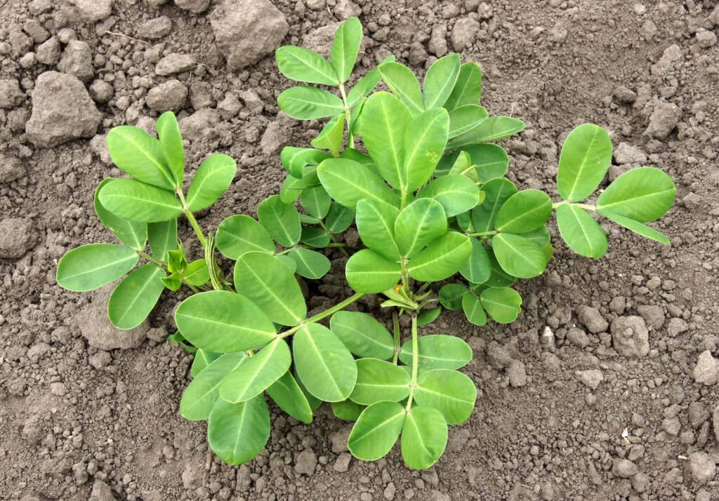 Peanut plant in soil