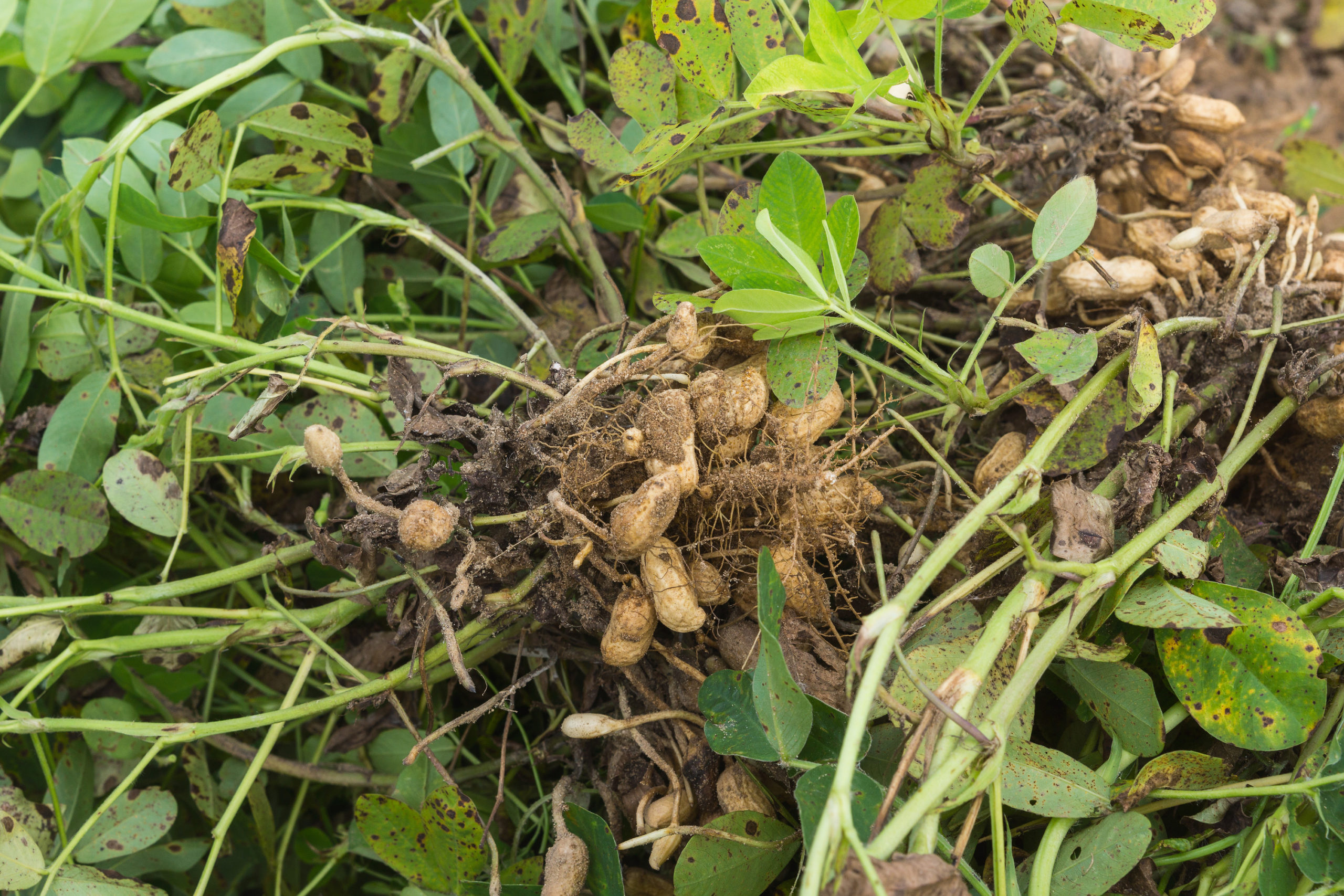 Growing peanuts