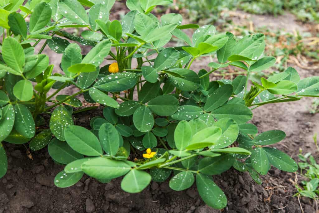 Peanut plant grows in garden