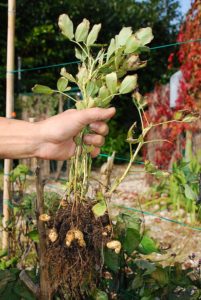 peanut peanuts plant grow harvest farmer garden growing plants planting holding ground roots vegetable ready types dirt crop tall frost