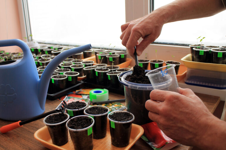 Starting seeds indoors