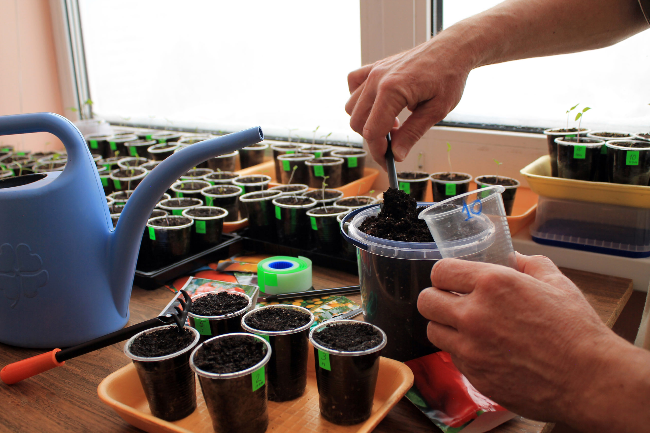 Starting seeds indoors