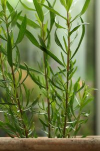 How to Grow Tarragon