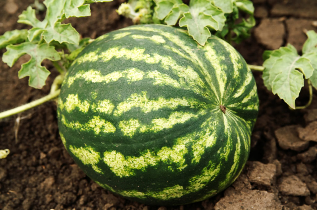 watermelon on vine