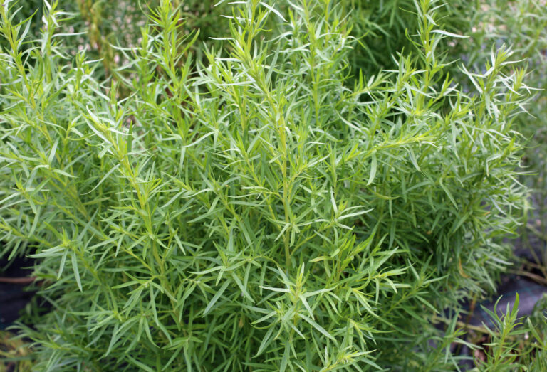 Tarragon leaves